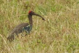 Ibis czarny - Pseudibis papillosa - Red-naped Ibis