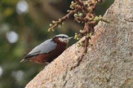 Kowalik kasztanowaty - Sitta castanea - Indian Nuthatch