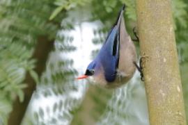 Kowalik krasnodzioby - Sitta frontalis - Velvet-fronted Nuthatch