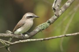 Kruczodzierzb mały - Tephrodornis pondicerianus - Common Woodshrike