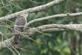 Kukułka rudopręga - Hierococcyx varius - Common Hawk-Cuckoo