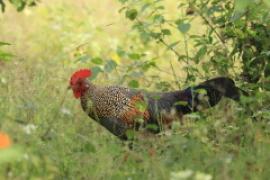 Kur siwy - Gallus sonneratii - Grey Junglefowl