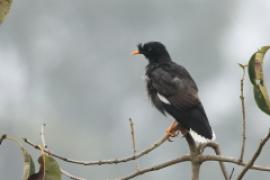 Majna szara - Acridotheres fuscus - Jungle Myna