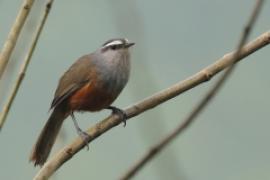 Malabarosójkownik rdzawoboczny - Montecincla fairbanki - Kerala Laughingthrush