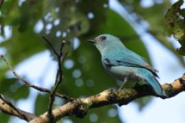 Modrówka seledynowa - Eumyias thalassinus - Verditer Flycatcher