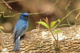 Modrówka turkusowa - Eumyias albicaudatus - Nilgiri Flycatcher