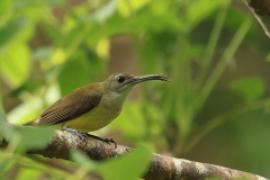 Pajęcznik długodzioby - Arachnothera longirostra - Little Spiderhunter