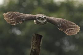 Pójdźka bramińska - Athene brama - Spotted Owlet