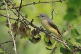 Purpurek złotobrzuchy - Pericrocotus cinnamomeus - Small Minivet