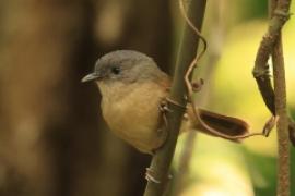Sikornik duży - Alcippe poioicephala - Brown-cheeked Fulvetta 