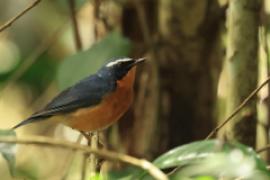 Słowik himalajski - Larvivora brunnea - Indian Blue Robin