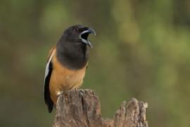 Srokówka jasnoskrzydła - Dendrocitta vagabunda - Rufous Treepie