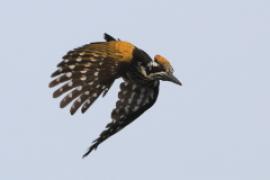 Sułtan białogrzbiety - Chrysocolaptes festivus - White-naped Woodpecker