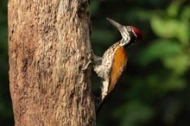 Sułtan złotogrzbiety - Chrysocolaptes lucidus - Greater flameback