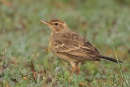 Świergotek polny - Anthus campestris - Tawny Pipit