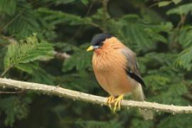 Szpak bramiński - Sturnia pagodarum - Brahminy Starling