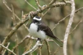 Wachlarzówka białobrewa - Rhipidura aureola - White-browed Fantail