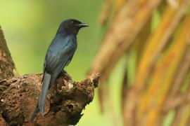 Dziwogon białobrzuchy - White-bellied Drongo