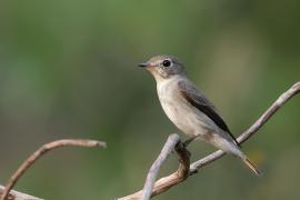 Muchołówka brunatna - Asian Brown Flycatcher