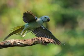 Aleksandretta seledynowa - Malabar Parakeet