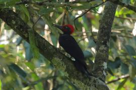 Dzięcioł białobrzuchy - White-bellied Woodpecker