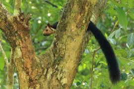 Wiewióra dekańska - Indian giant squirrel