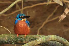 Zimorodek granatowy - Blue-eared Kingfisher