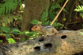 Pasecznik trójpręgi - Jungle palm squirrel