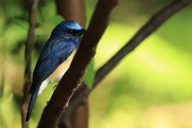 Niltawa modrogłowa - Blue-throated Flycatcher