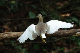 Czapla siodłata - Indian Pond-Heron