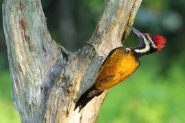 Sułtanik żółtogrzbiety - Black-rumped Flameback