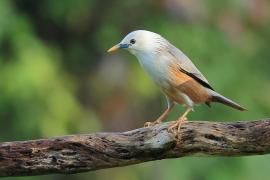 Szpak rdzawobrzuchy - Malabar Starling