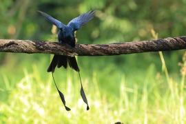 Dziwogon rajski - Greater Racket-tailed Drongo