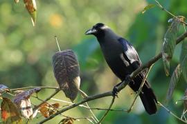 Wrona orientalna - House Crow