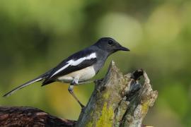 Sroczek zmienny - Oriental Magpie-Robin