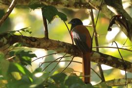 Sędzioł malabarski - Malabar Trogon