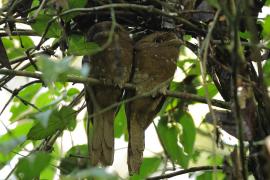 Gębal cejloński - Sri Lankan Frogmouth