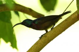 Nektarnik długodzioby - Long-billed Sunbird