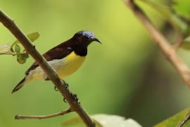 Nektarnik żółtobrzuchy - Purple-rumped Sunbird