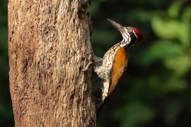 Sułtan złotogrzbiety - Greater flameback