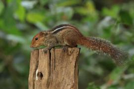 Pasecznik trójpręgi - Jungle palm squirrel