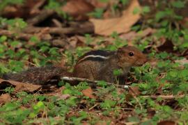 Pasecznik trójpręgi - Jungle palm squirrel