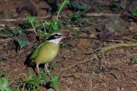 Kurtaczek bengalski - Indian Pitta