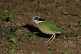 Kurtaczek bengalski - Indian Pitta