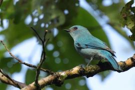 Modrówka seledynowa - Verditer Flycatcher