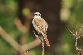 Dzierzba brązowa - Brown Shrike