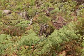 Nilgiritar leśny - Nilgiri tahr 