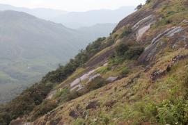 Nilgiritar leśny - Nilgiri tahr 
