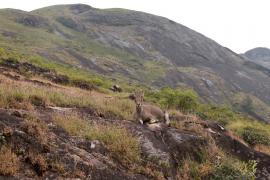 Nilgiritar leśny - Nilgiri tahr 