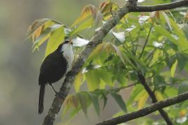 Łączniak żółtodzioby - Indian Scimitar-Babbler